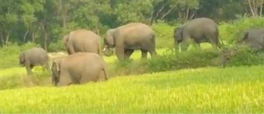 बड़कागांव : हाथियों के झुंड ने फसल को पहुंचाया नुकसान