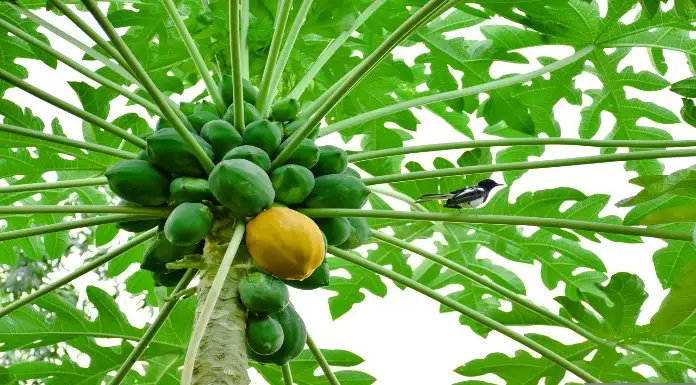 Get millions from papaya cultivation