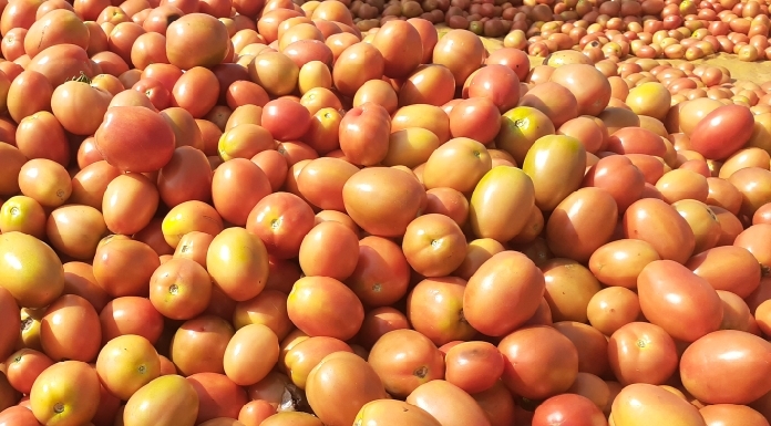 Farmers' income increased by cultivation of strawberry and tomato
