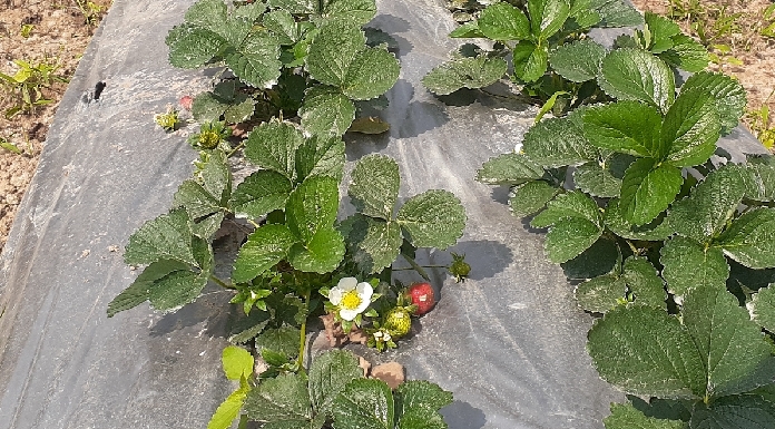 Farmers' income increased by cultivation of strawberry and tomato