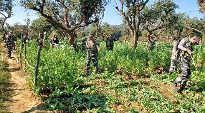 26th Corps of Sashastra Seema Bal destroyed illegal poppy cultivation