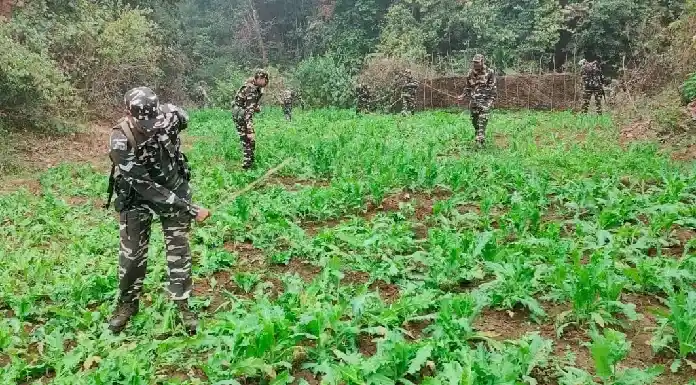 Sashastra Seema Bal destroys illegal poppy cultivation