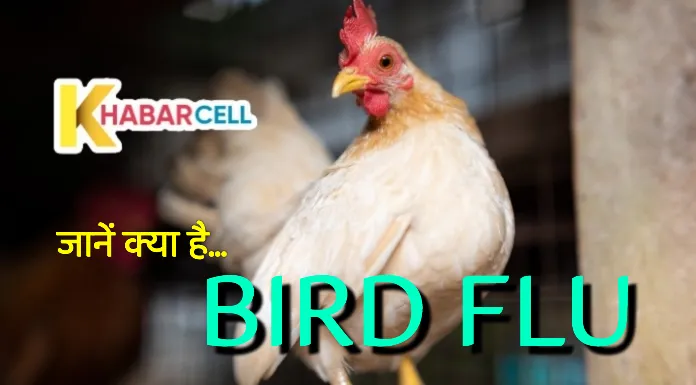 Bird flu के लक्षण और इससे बचाव के उपाय