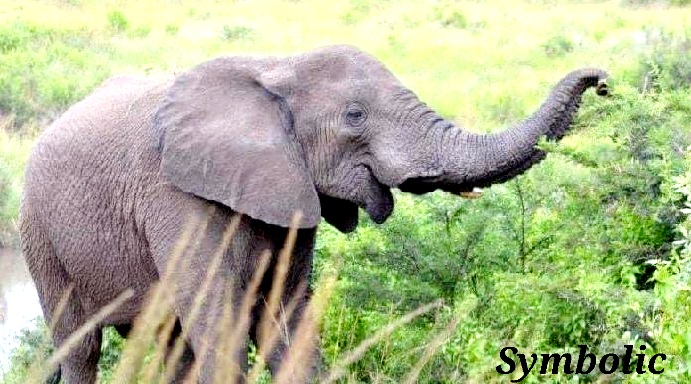 Wild elephants crushed three of the same family to death