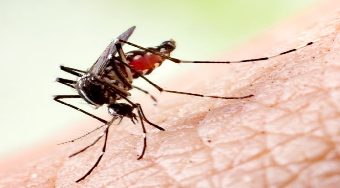 डेंगू बुखार से बचाव है जरूरी, जानें लक्षण और उपचार