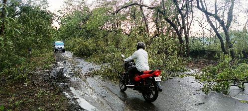 Dozens of trees fell in the storm including Bhurkunda and nearby areas.