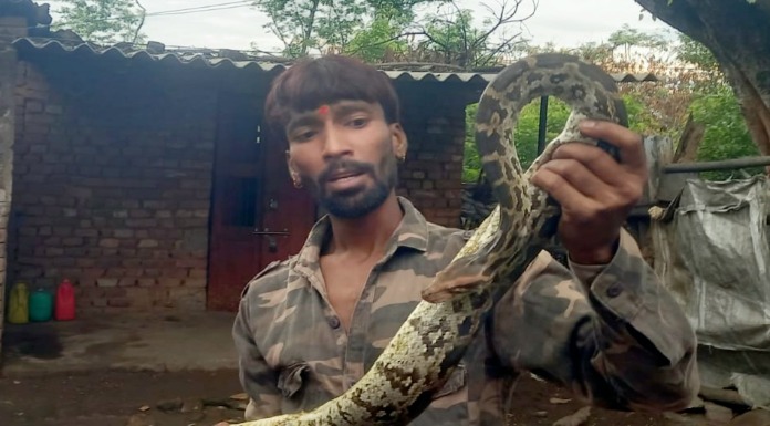 sarpmitra mithun gave new life to seriously injured python