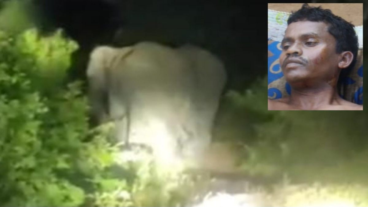 Wild elephant attack